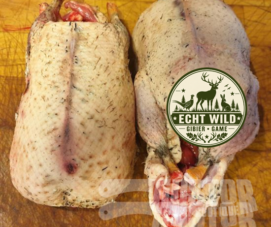 Picture of Wild duck (1)